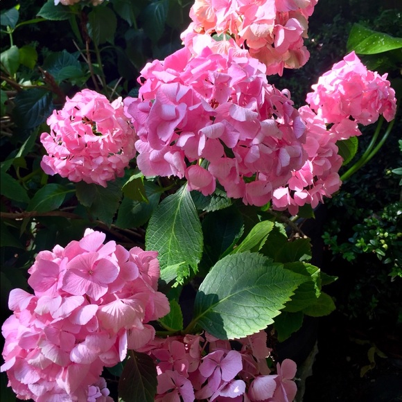 Meet your Posher, Janice - Picture 1 of 1